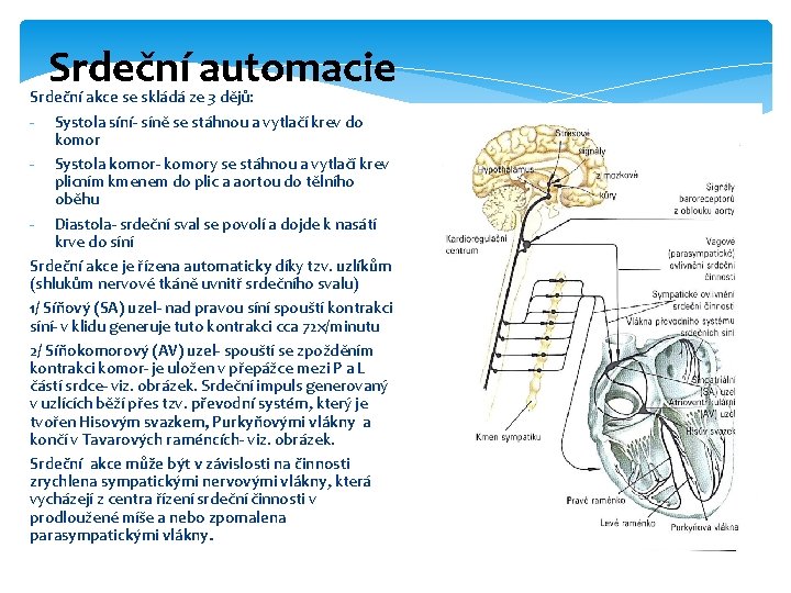 Srdeční automacie Srdeční akce se skládá ze 3 dějů: - Systola síní- síně se