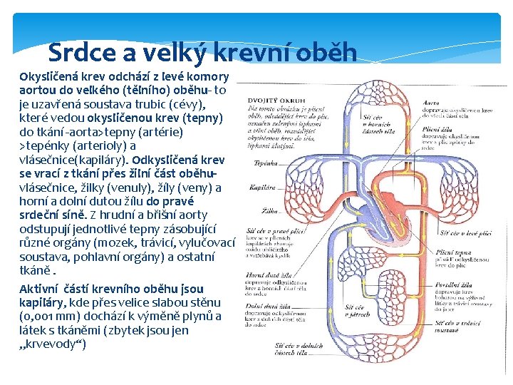 Srdce a velký krevní oběh Okysličená krev odchází z levé komory aortou do velkého