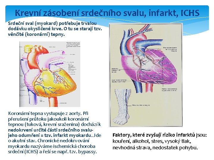 Krevní zásobení srdečního svalu, infarkt, ICHS Srdeční sval (myokard) potřebuje trvalou dodávku okysličené krve.