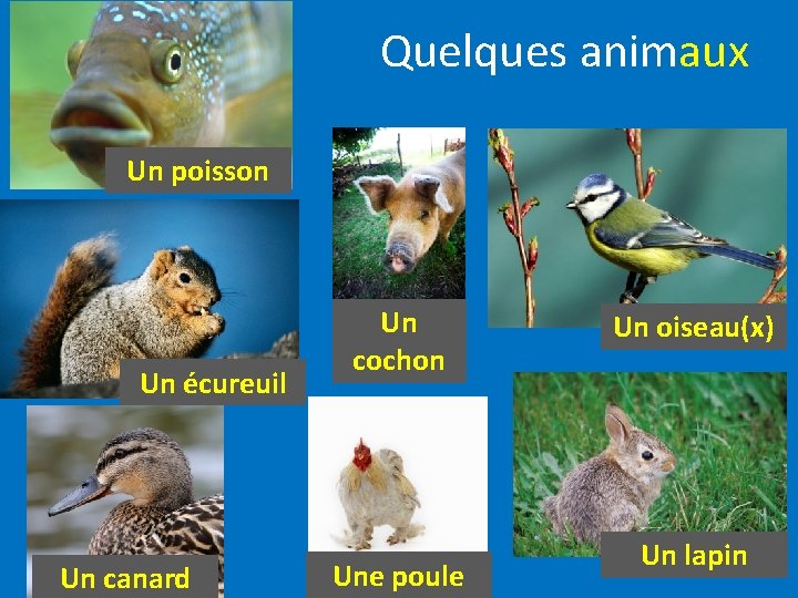 Quelques animaux Un poisson Un écureuil Un canard Un cochon Une poule Un oiseau(x)