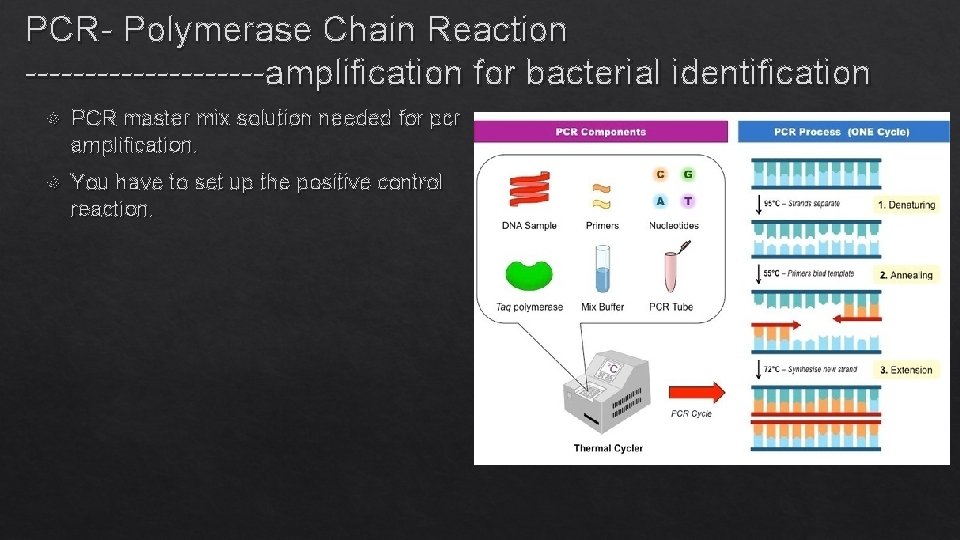 PCR- Polymerase Chain Reaction ----------amplification for bacterial identification PCR master mix solution needed for