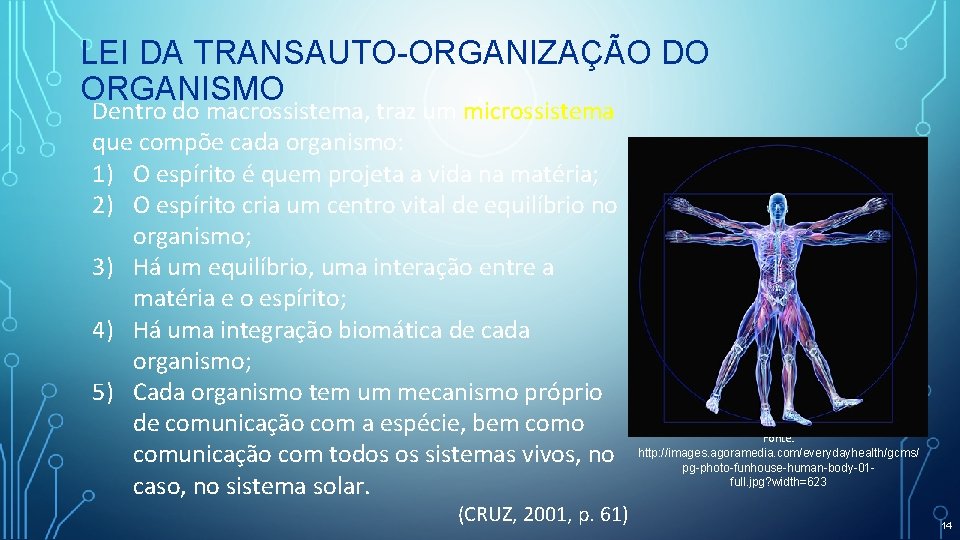 LEI DA TRANSAUTO-ORGANIZAÇÃO DO ORGANISMO Dentro do macrossistema, traz um microssistema que compõe cada