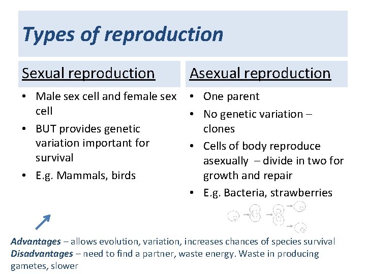 Types of reproduction Sexual reproduction Asexual reproduction • Male sex cell and female sex