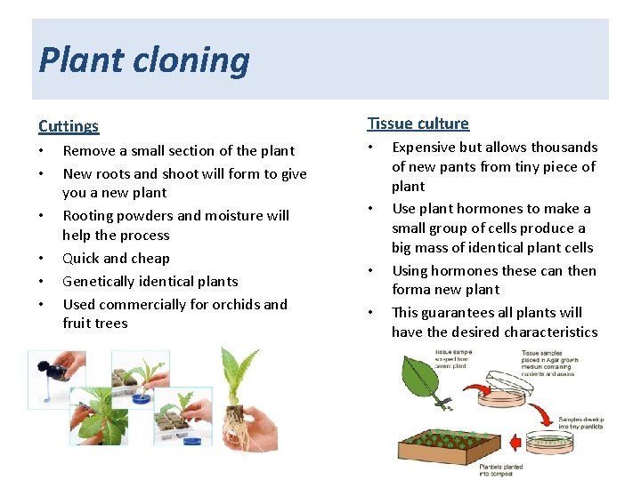 Plant cloning Cuttings • • • Remove a small section of the plant New