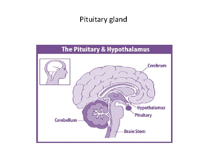 Pituitary gland Pituitary gland