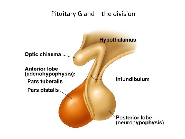 Pituitary Gland – the division Pituitary Gland – the division