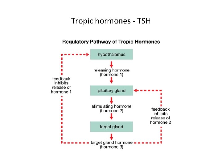Tropic hormones - TSH Tropic hormones - TSH