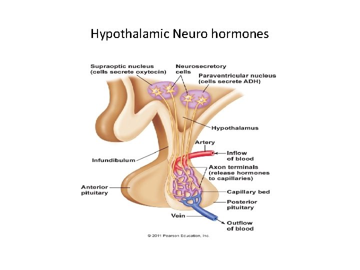 Hypothalamic Neuro hormones Hypothalamic Neuro hormones