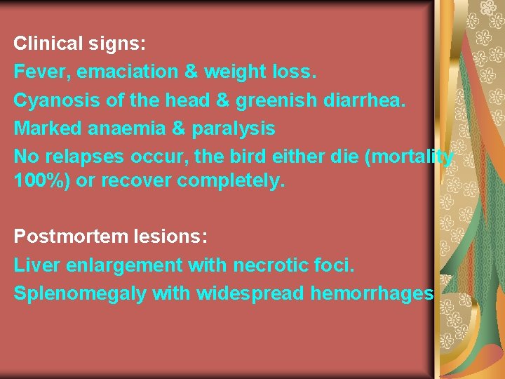 Clinical signs: Fever, emaciation & weight loss. Cyanosis of the head & greenish diarrhea.