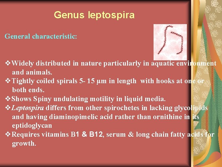 Genus leptospira General characteristic: Widely distributed in nature particularly in aquatic environment and animals.