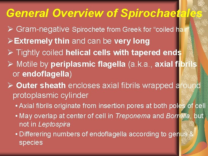 General Overview of Spirochaetales Ø Gram-negative Spirochete from Greek for “coiled hair” ØExtremely thin