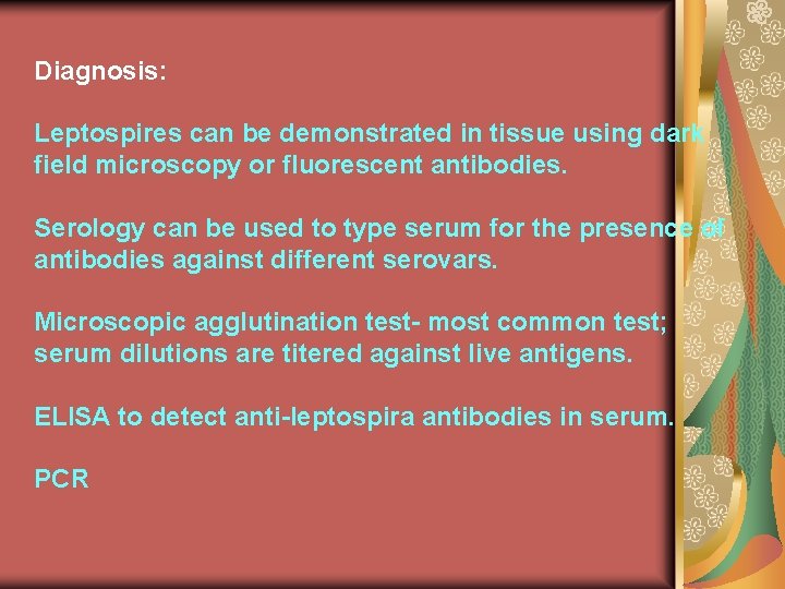 Diagnosis: Leptospires can be demonstrated in tissue using dark field microscopy or fluorescent antibodies.