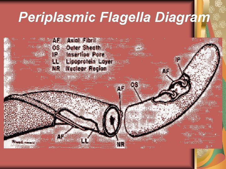 Periplasmic Flagella Diagram 