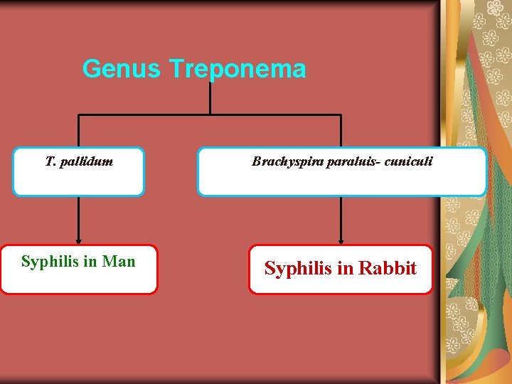 Genus Treponema T. pallidum Brachyspira paraluis- cuniculi Syphilis in Man Syphilis in Rabbit 