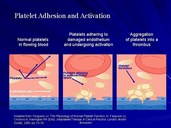 Platelet Adhesion and Activation Normal platelets in flowing blood Platelets adhering to damaged endothelium