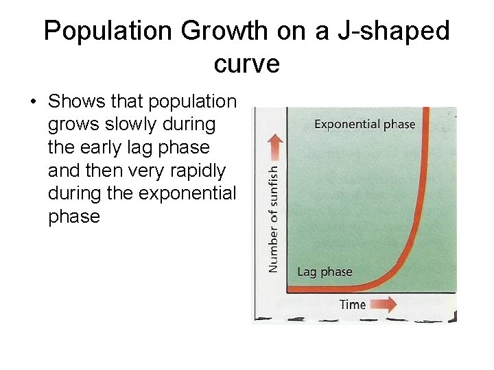 Population Growth on a J-shaped curve • Shows that population grows slowly during the