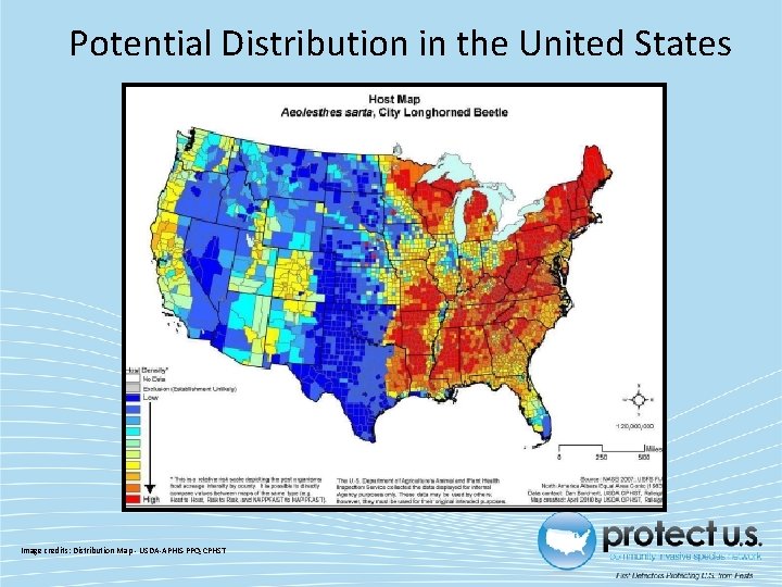 Potential Distribution in the United States Image credits: Distribution Map ‐ USDA‐APHIS‐PPQ‐CPHST 