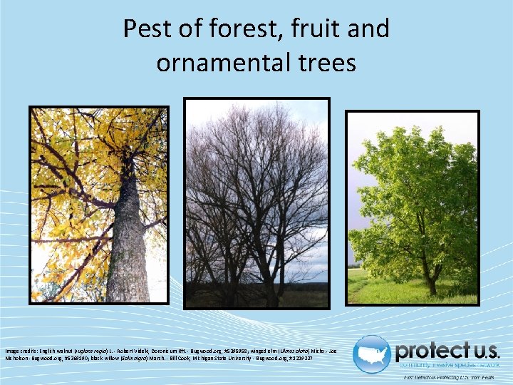 Pest of forest, fruit and ornamental trees Image credits: English walnut (Juglans regia) L.