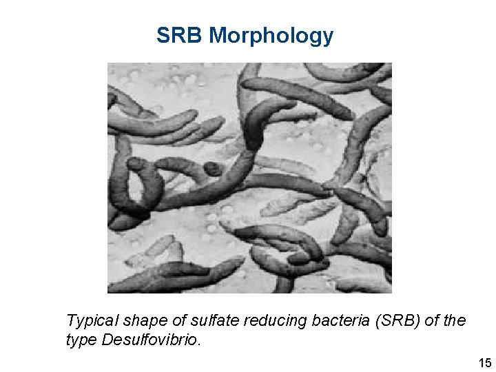SRB Morphology Typical shape of sulfate reducing bacteria (SRB) of the type Desulfovibrio. 15