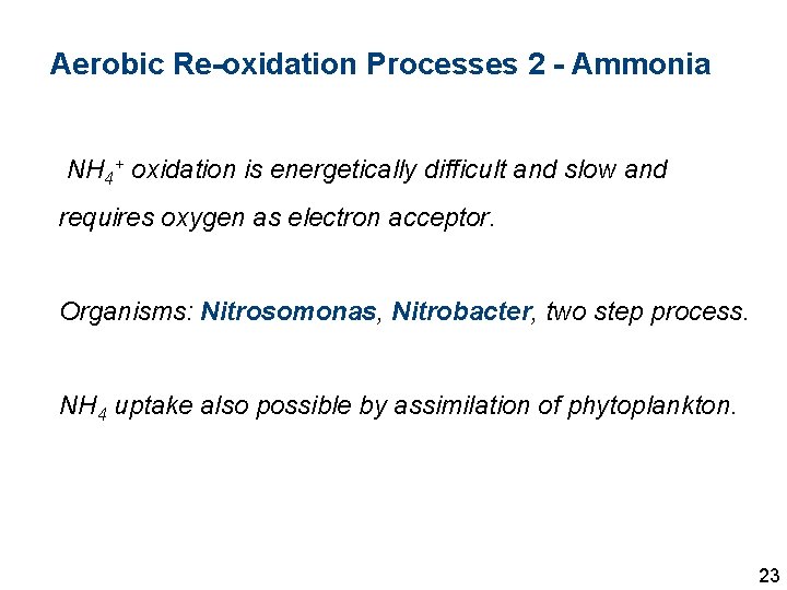 Aerobic Re-oxidation Processes 2 - Ammonia NH 4+ oxidation is energetically difficult and slow