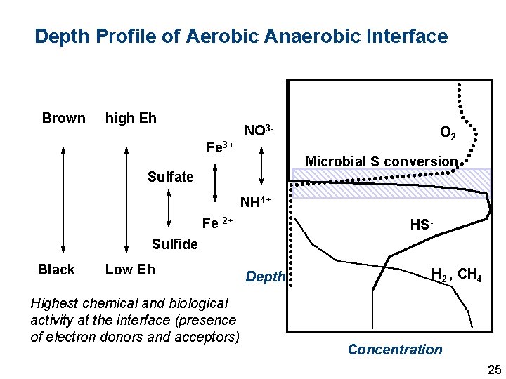 Depth Profile of Aerobic Anaerobic Interface Brown high Eh NO 3 Fe 3+ O