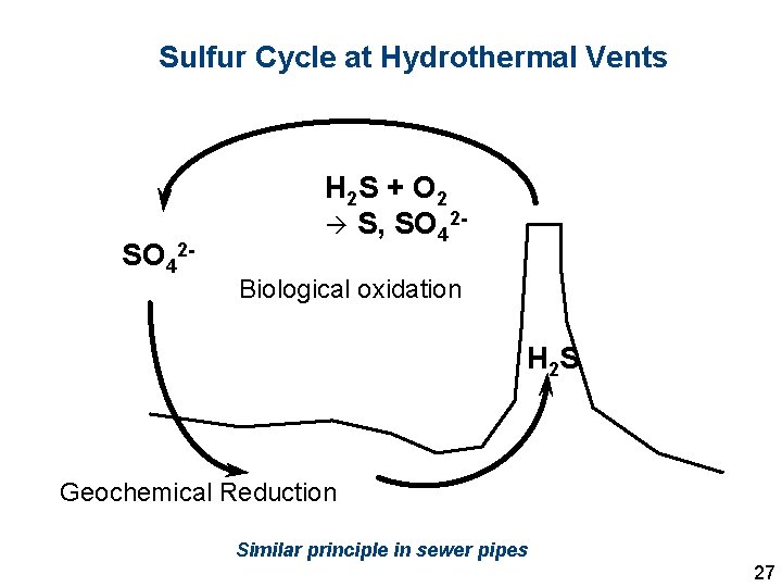 Sulfur Cycle at Hydrothermal Vents SO 42 - H 2 S + O 2