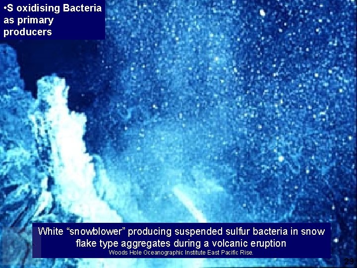  • S oxidising Bacteria as primary producers White “snowblower” producing suspended sulfur bacteria