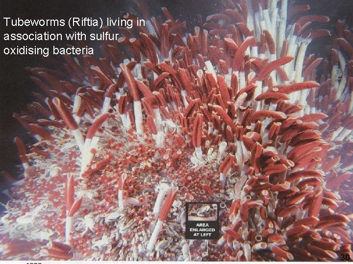 Tubeworms (Riftia) living in association with sulfur oxidising bacteria 30 
