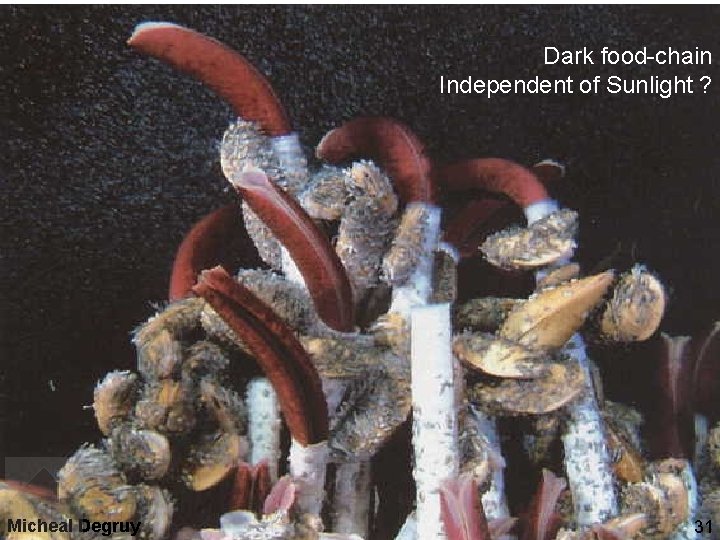 Tubeworms (Riftia) living in association with sulfur oxidising bacteria Micheal Degruy Dark food-chain Independent