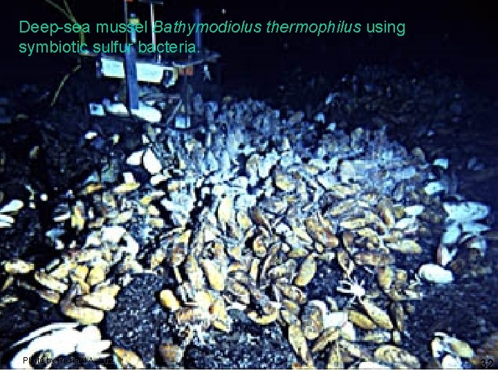 Deep-sea mussel Bathymodiolus thermophilus using symbiotic sulfur bacteria. Photo by Richard A. Lutz 32