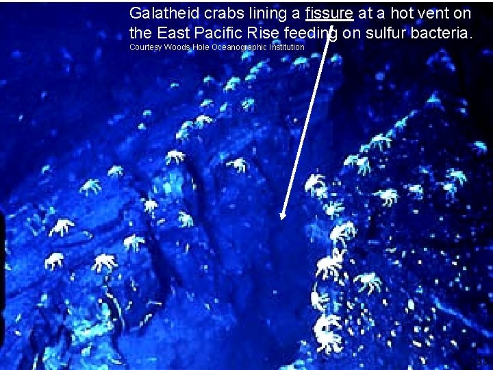 Galatheid crabs lining a fissure at a hot vent on the East Pacific Rise