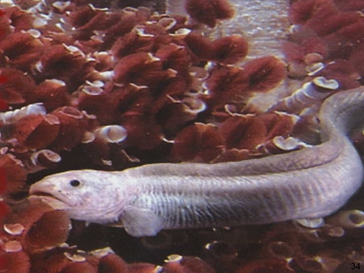 Tubeworms (Riftia) living in association with sulfur oxidising bacteria 34 