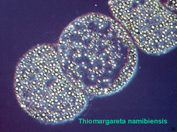 Thiomargareta namibiensis 36 