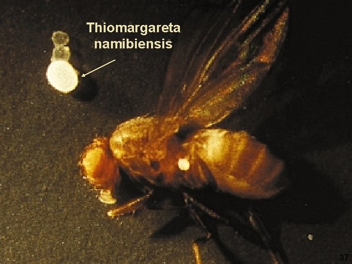 Thiomargareta namibiensis 37 