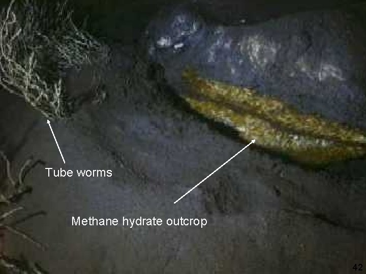 “Chemosynthetic mussel from methane hydrate Tubeworms (Riftia) living in association with sulfur oxidising bacteria