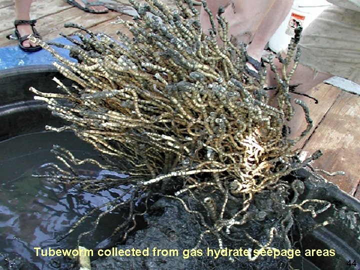 “Chemosynthetic mussel from methane hydrate Tubeworms (Riftia) living in association with sulfur oxidising bacteria