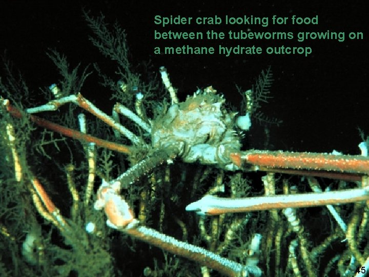Tubeworms (Riftia) living in Spider crab looking for food between the tubeworms growing on