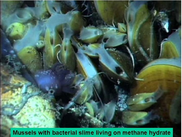 “Chemosynthetic mussel from methane hydrate Tubeworms (Riftia) living in association with sulfur oxidising bacteria