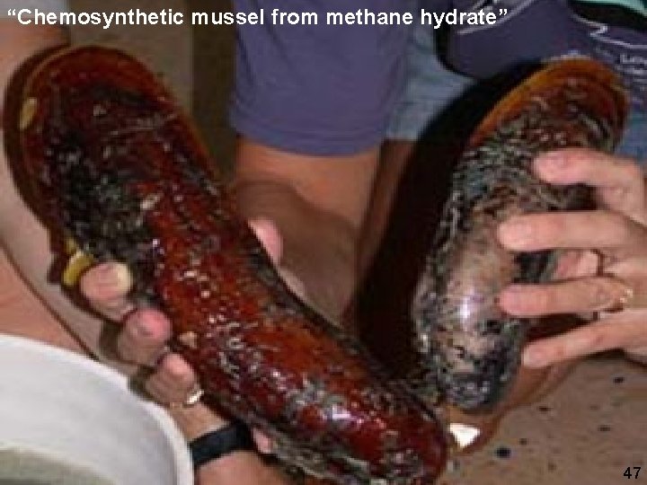 “Chemosynthetic mussel from methane hydrate” Tubeworms (Riftia) living in association with sulfur oxidising bacteria