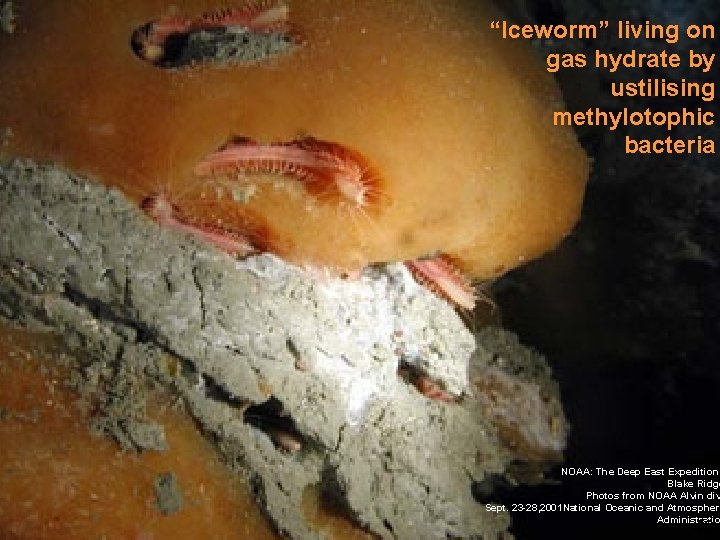 “Chemosynthetic mussel from methane hydrate “Iceworm” living on Tubeworms (Riftia) living in gas hydrate