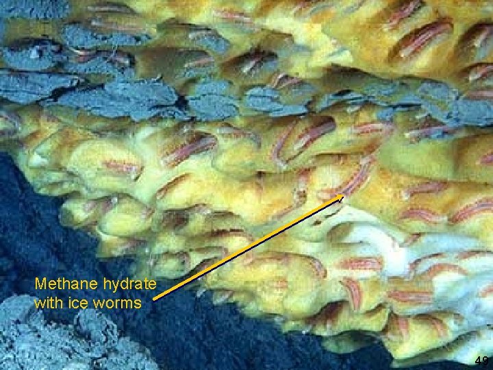 “Chemosynthetic mussel from methane hydrate Tubeworms (Riftia) living in association with sulfur oxidising bacteria