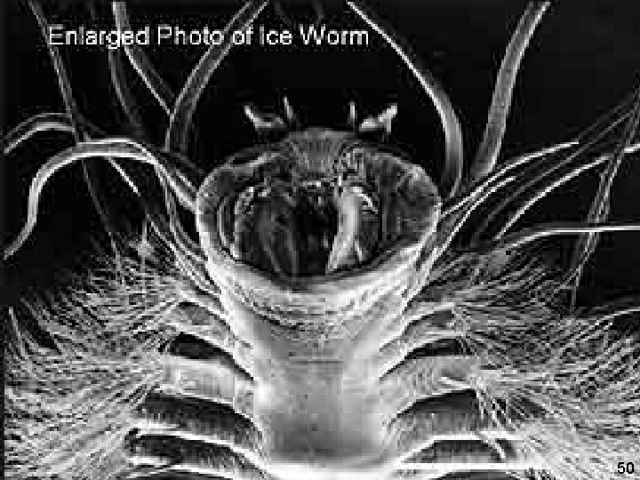 “Chemosynthetic mussel from methane hydrate Tubeworms (Riftia) living in association with sulfur oxidising bacteria