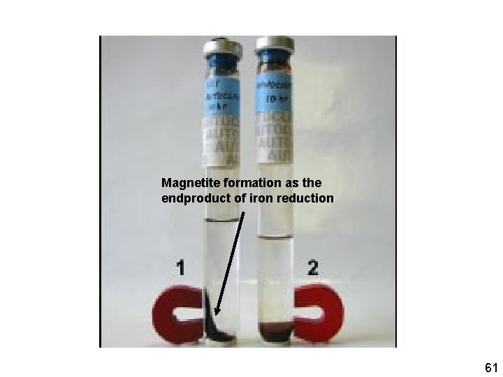 Magnetite formation as the endproduct of iron reduction 61 