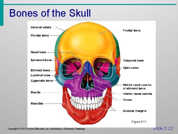 Bones of the Skull Figure 5. 11 Copyright © 2003 Pearson Education, Inc. publishing