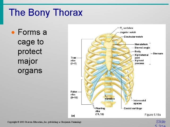 The Bony Thorax · Forms a cage to protect major organs Figure 5. 19