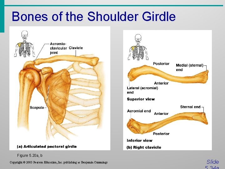 Bones of the Shoulder Girdle Figure 5. 20 a, b Copyright © 2003 Pearson