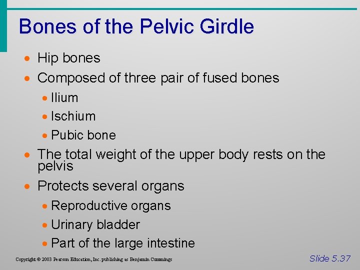 Bones of the Pelvic Girdle · Hip bones · Composed of three pair of