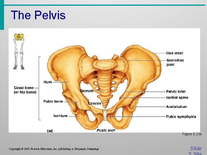 The Pelvis Figure 5. 23 a Copyright © 2003 Pearson Education, Inc. publishing as