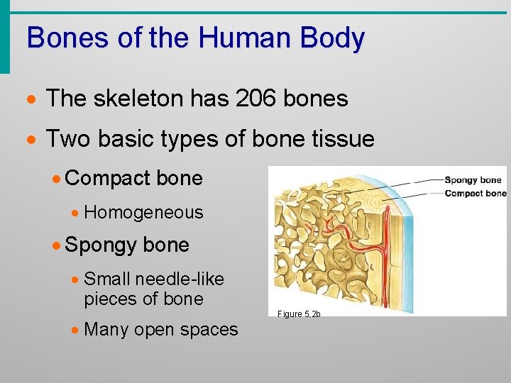 Bones of the Human Body · The skeleton has 206 bones · Two basic
