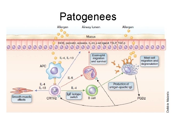 Patogenees 